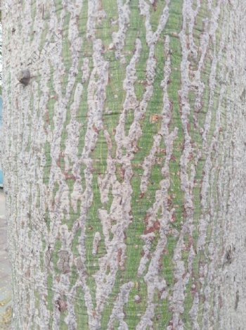 纹理树皮背景木棉树植物