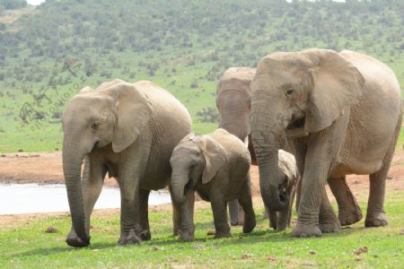 南非野生大象群