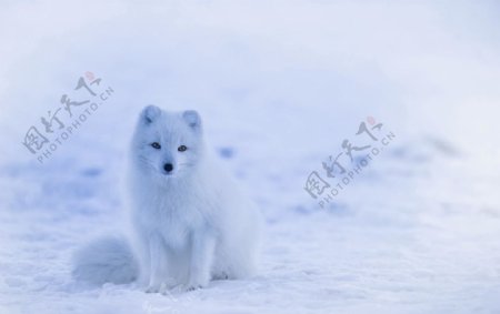 狐狸雪狐北极南极雪地