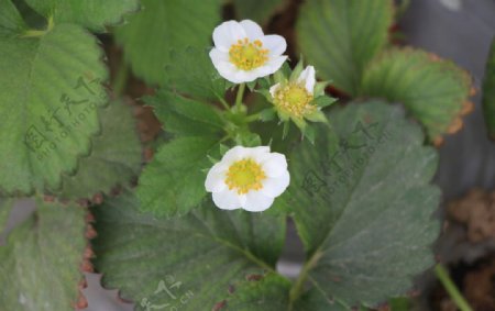 白色的草莓花