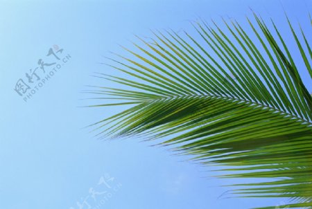 椰子叶