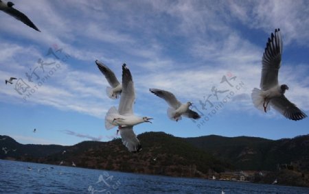 泸沽湖草海海鸥