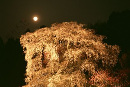 月光下的大树