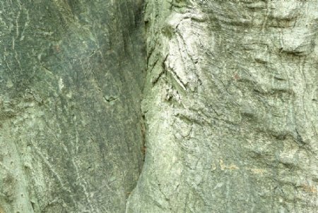 树皮树木木纹材质贴图