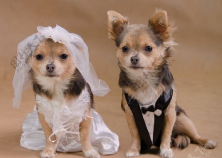 宠物狗结婚