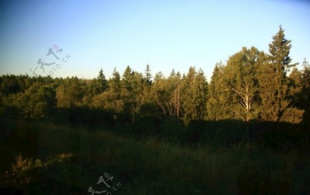 莫斯科郊外的桦树林