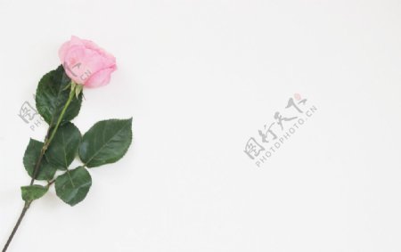 粉色玫瑰花摄影玫瑰