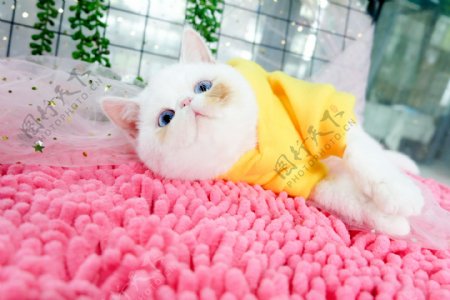 可爱加菲猫穿衣服