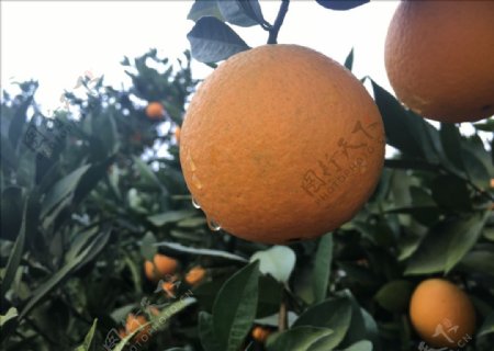 金堂脐橙树梢上的脐橙橙子