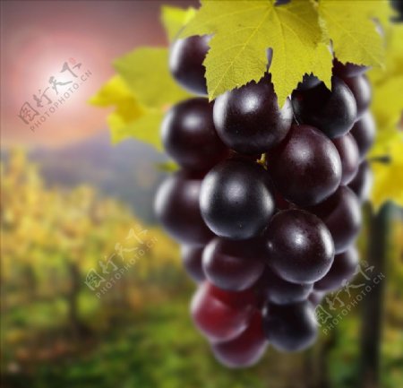 诱人的葡萄