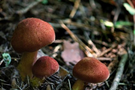 茶色的蘑菇