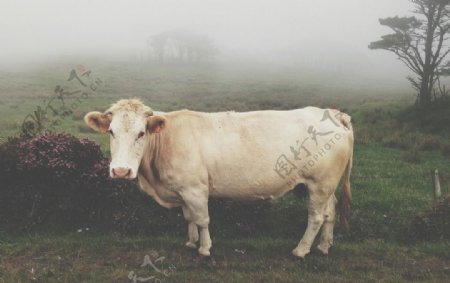 牛摄影图片牛写真壁纸