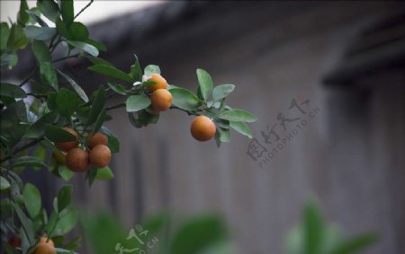 桔子橘子柑橘橘子树