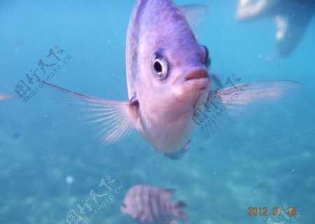 热浪岛的鱼