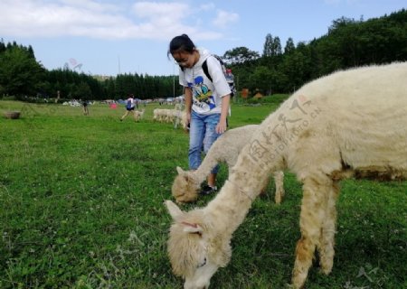 武陵山森林公园小女孩与羊驼