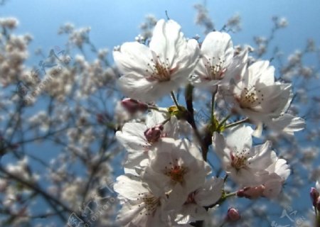 辰山植物园桃花