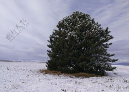 新西兰雪中之树