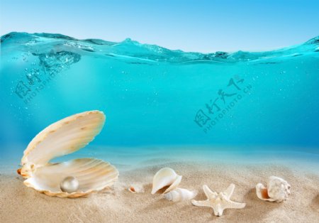 大海里的贝壳