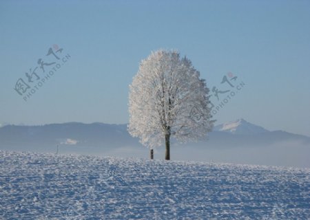雪雪地树