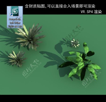 3D灌木模型3D植物模型