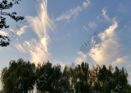 柳树与云彩
