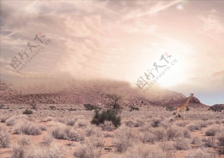 沙漠风暴日出长颈鹿