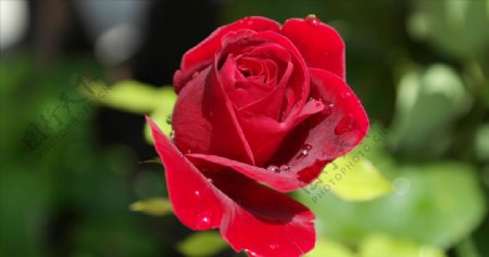 盛开的红色玫瑰花