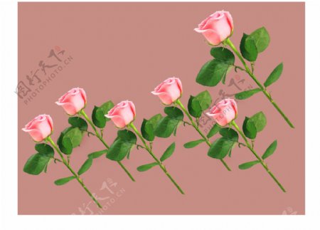 矢量手绘浪漫粉色玫瑰花