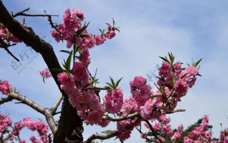 红粉碧桃花儿