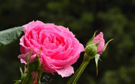 雨露月季花