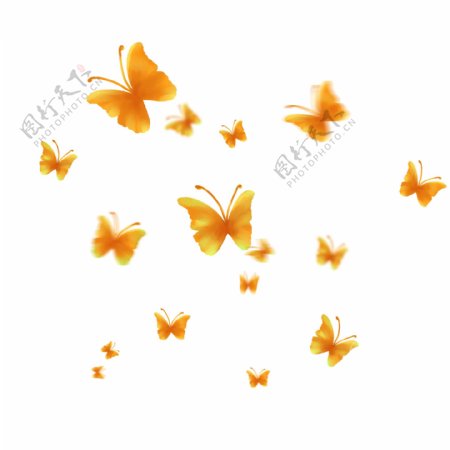 漂浮的蝴蝶漂浮的金黄色蝴蝶飞舞的蝴蝶