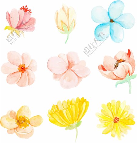 9朵植物花卉装饰素材