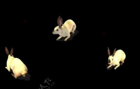 兔子动态视频