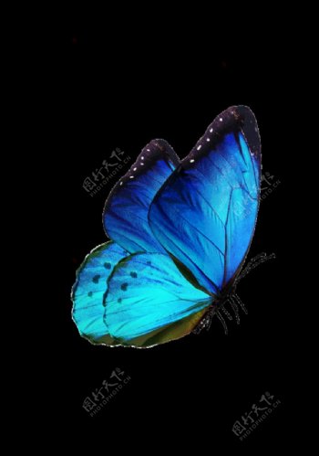 蓝色蝴蝶PNG格式