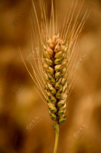 小麦穗