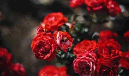 火红玫瑰