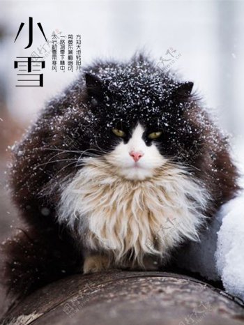 诗意小雪里的胖猫海报