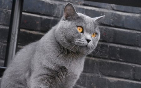 大胖猫蓝猫