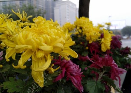 盛开的菊花