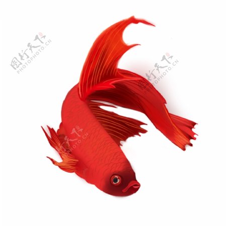 可商用红色喜庆中国风新年手绘金鱼装饰图案