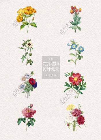 8款怀旧感手绘花卉植物插画