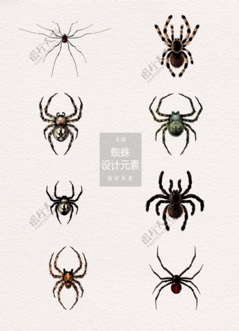 手绘蜘蛛设计元素