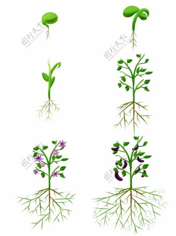 手绘植物生长过程发芽开花商用茄子根部