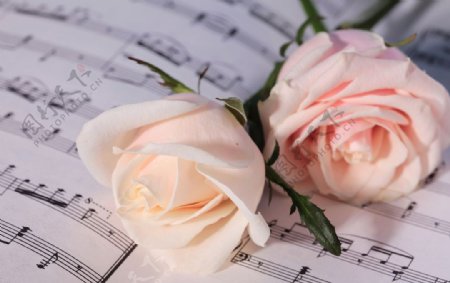 玫瑰音符粉红色花卉