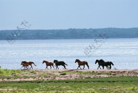 湖边的马群