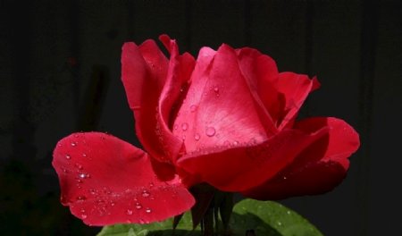 红玫瑰特写花瓣水滴光