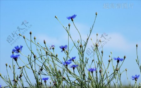 高清摄影鲜花绽放蓝色矢车菊