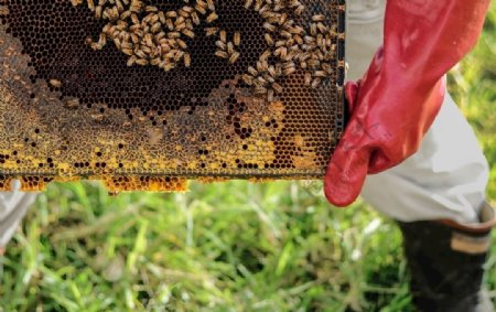 蜂蜜生产