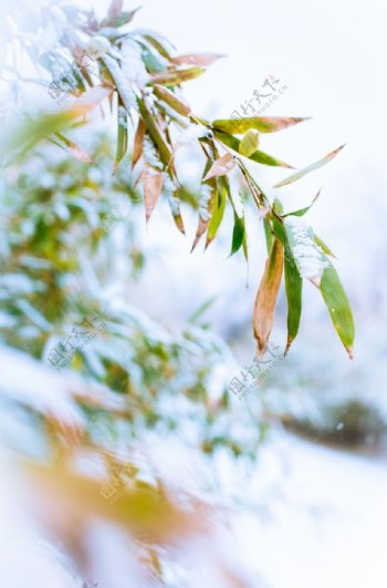 冬季的雪