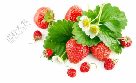 新鲜的水果草莓